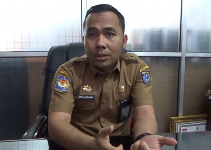 Dana Bagi Hasil Perkebunan Kelapa Sawit di Bengkulu Utara Tahun 2026 Turun, Peruntukannya untuk Ini