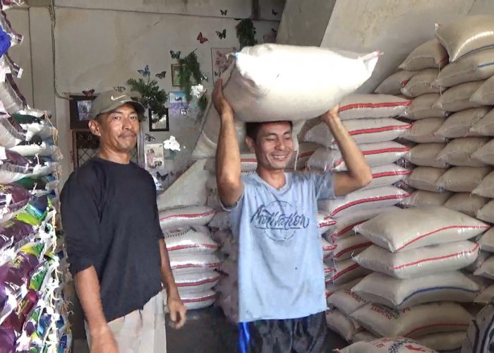 Harga Beras Hari Ini di Pasar Purwodadi Arga Makmur Bengkulu Utara, Beras Premium Digoyang Beras Lebong