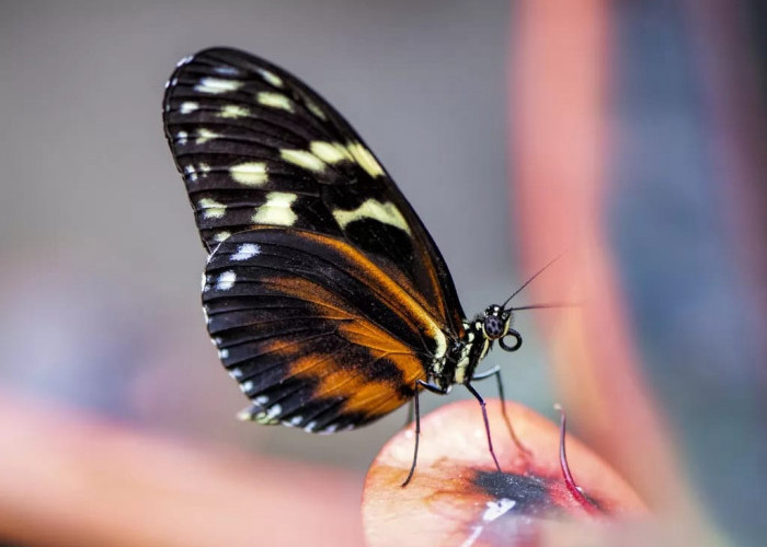 Pertanda Baik atau Buruk? Ini 11 Mitos Kupu-kupu Masuk Rumah, No 3 Pertanda Segera Dapat Pacar