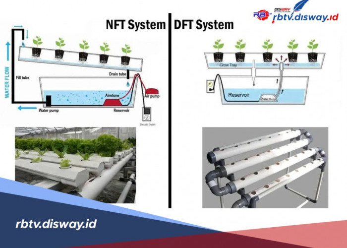 Ini Perbedaan Sistem Hidroponik NFT dan DFT, Mana yang Paling Mudah?