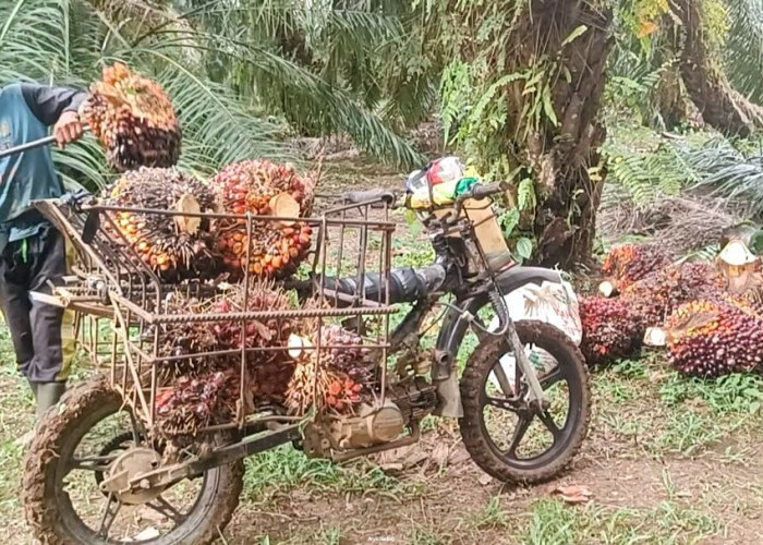 Distan Seluma Bocorkan Cara agar Harga TBS Sawit Lebih Tinggi