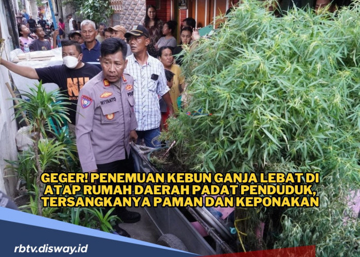 Penemuan Kebun Ganja di Atap Rumah Daerah Padat Penduduk