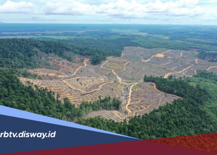 5 Penyebab dan Dampak Deforestasi terhadap Alam dan Kehidupan Manusia