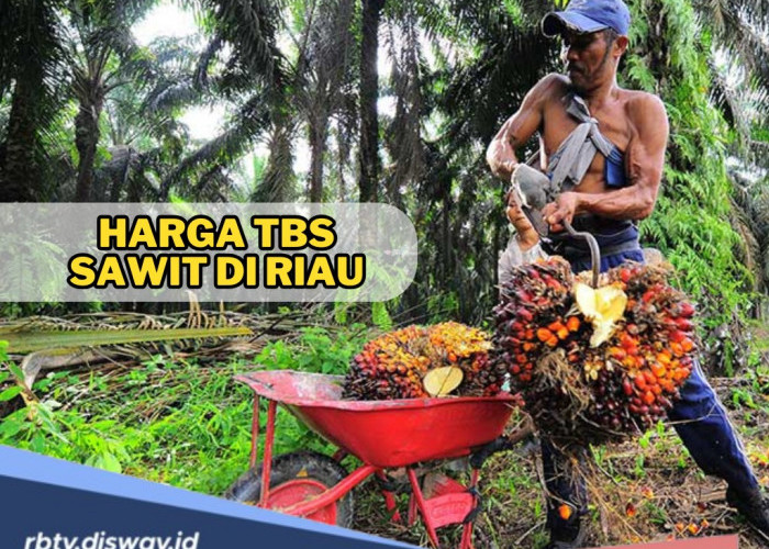 Pantau Sekarang! Ini Daftar Harga TBS Sawit di Riau Periode 16-22 April 2025, Hasil Pengumuman Disbun Riau