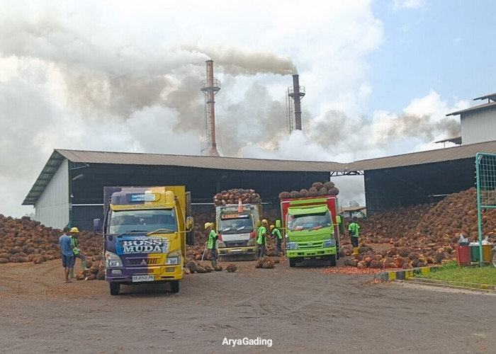 Harga TBS Kelapa Sawit di Kabupaten Seluma Hari Ini Mulai Merangkak Naik