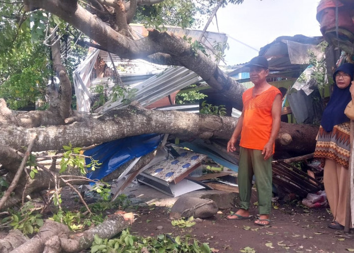 Baru 2 Minggu Jualan, Warung Mie Ayam di Sawah Lebar Ditimpa Pohon  