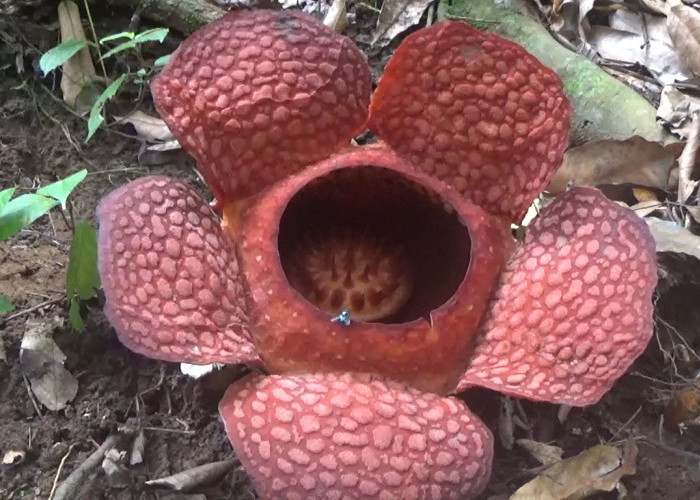 Long Weekend Minggu Depan, Bung Rafflesia Pertama di Tahun 2025 Bakal Mekar di Palak Siring Kemumu