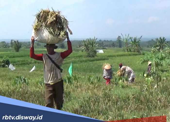 Diklaim Optimal, DTPHP Bengkulu Utara Akan Tambah Kebutuhan Pupuk Subsidi Secara Bertahap