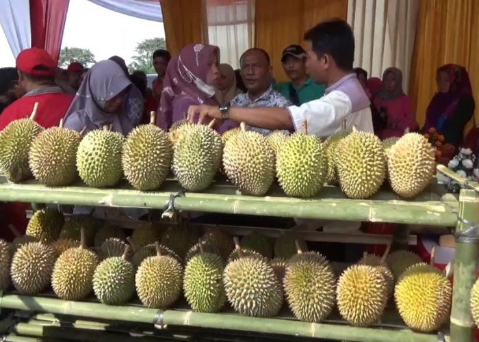 Sukses, Festival Durian Part 2 Benteng Dibuat Tingkat Provinsi