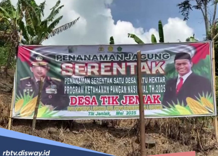 1 Juta Hektare Jagung Dukung Swasembada Pangan 2025