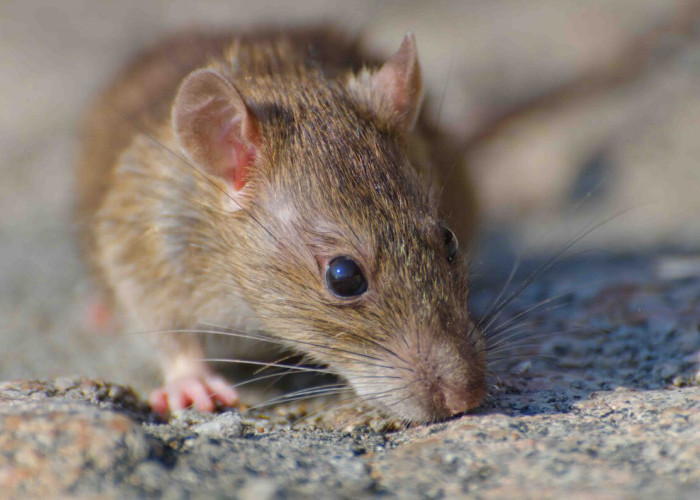 Sangat Mudah, Begini Cara Mencegah Tikus Masuk Rumah Menggunakan Serai dan Bawang Putih
