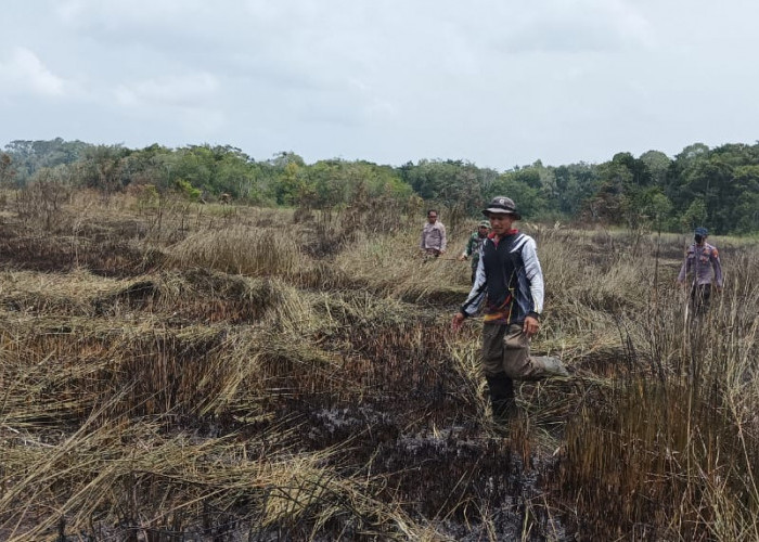 Rawa Gambut 200 Hektare di Pulau Enggano Terbakar, Proses Pemadaman Terhambat Peralatan 
