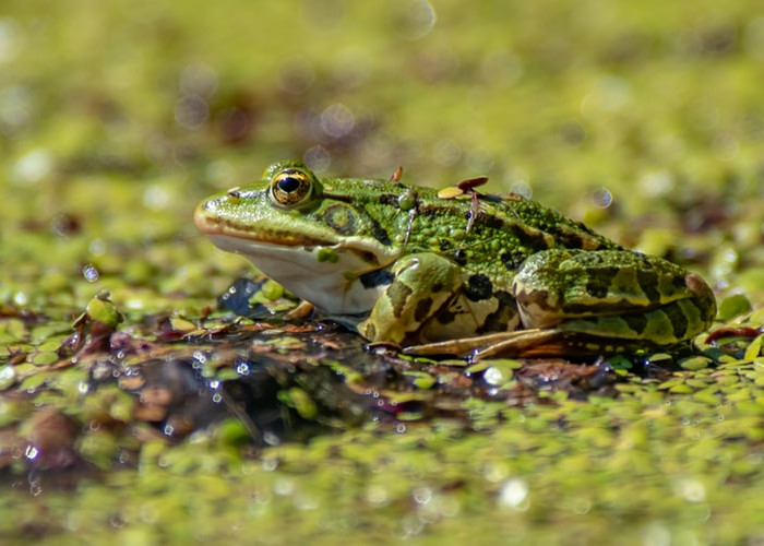 Hujan Katak di Brazil, Ini 10 Fenomena Alam yang Bikin Ahli Bingung, Pertanda Terjadi Gempa?