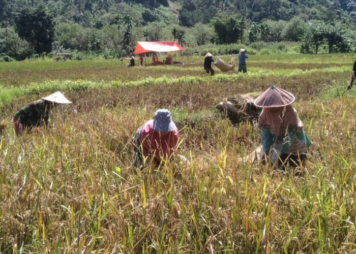 Tumpang Tindih, Lebong hanya Dapat Jatah Cetak Sawah 100 Hektare