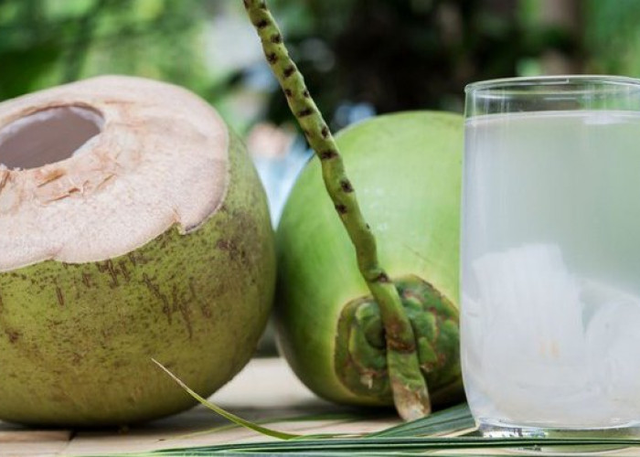 Bagi Pemilik Riwayat Sakit Ini Dilarang Keras Mengonsumsi Air Kelapa Muda, Bukan Sehat Malah Masuk Rumah Sakit