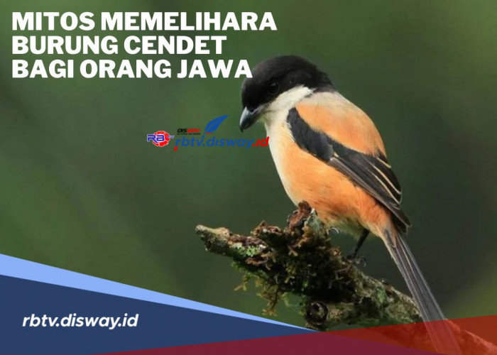 Mitos Memelihara Burung Cendet Bagi Orang Jawa, Ada Kepercayaan Hidupnya Tidak akan Tenang