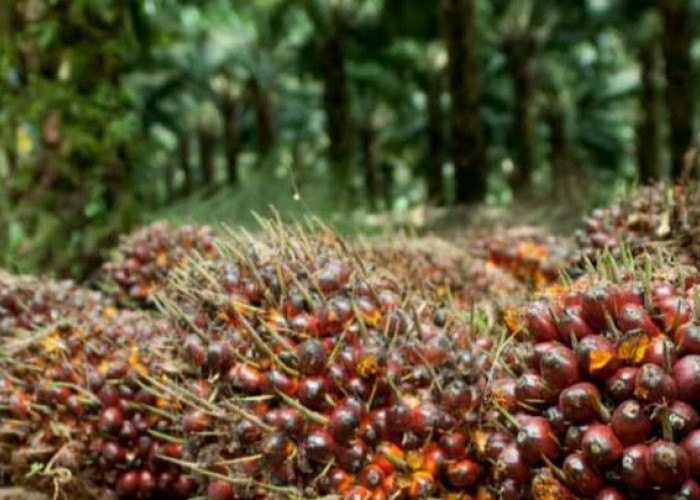 Sebelum Musim Kemarau, Lakukan Ini pada Tanaman Kelapa Sawit 