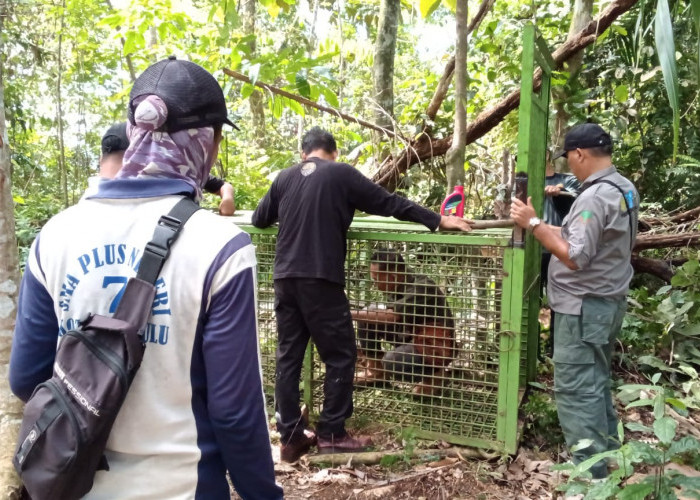 BKSDA Provinsi Bengkulu Pasang Perangkat Beruang di Desa Lubuk Sini