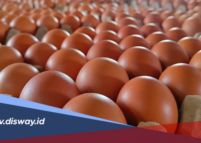 Peluang Usaha Telur Ayam, Banyak Dicari Orang, Modalnya Terjangkau