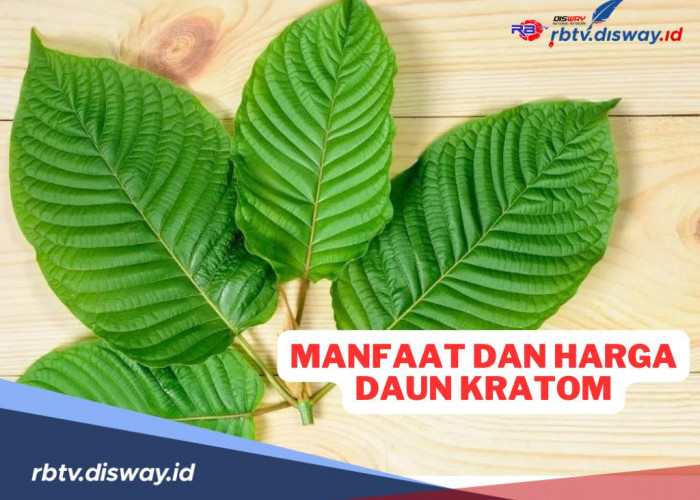 8 Manfaat Daun Kratom dan Harganya di Marketplace Online 