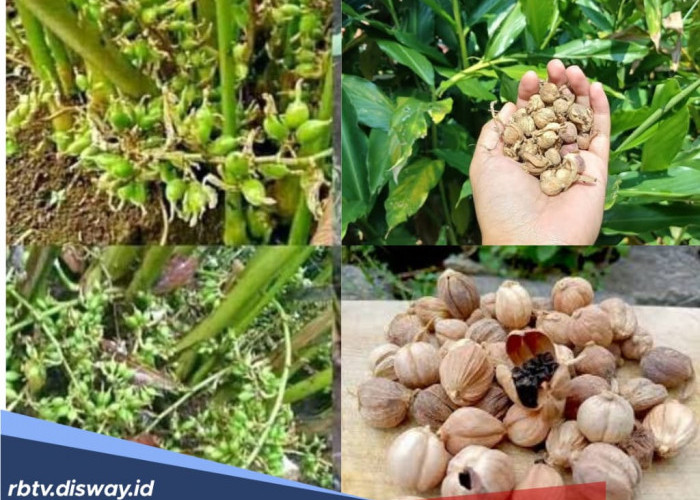 Tanaman Bikin Kaya Petani, Harganya per Kilogram Mencapai Rp 900 Ribuan
