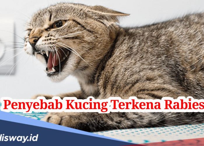 Ini 4 Penyebab Kucing Terkena Rabies, Kenali dengan Tepat