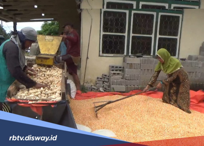 Produksi Jagung Pakan di Bengkulu Utara, Potensi Sentuh 10.000 Ton per Tahun, Petani Diimbau Jual ke Bulog
