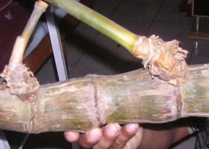 Bambu Petuk, Antara Mitos dan Harganya yang Selangit