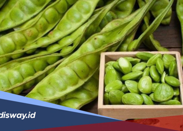 Cara Menyimpan Petai Agar Awet Berbulan-bulan, Tetap Segar dan Siap Masak Kapan Saja
