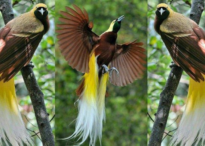 Exploring The Rich Birds Diversity: Native Bird Species from Indonesia You Should Know