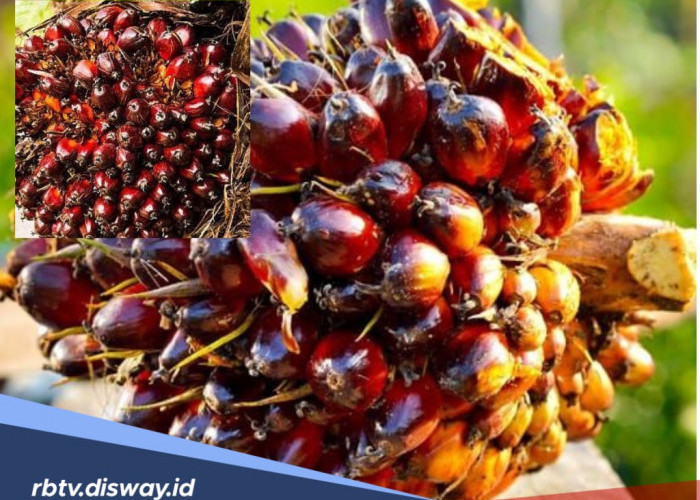 Harga TBS Sawit di Bengkulu Utara Merangkak Tipis, Segini Harga Terbarunya