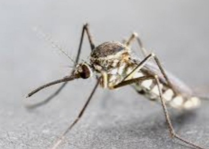 Bahaya Nyamuk Anopheles Betina, Sudah 400 Ribu Orang Meninggal Dunia, Menggigit Petang Sampai Malam