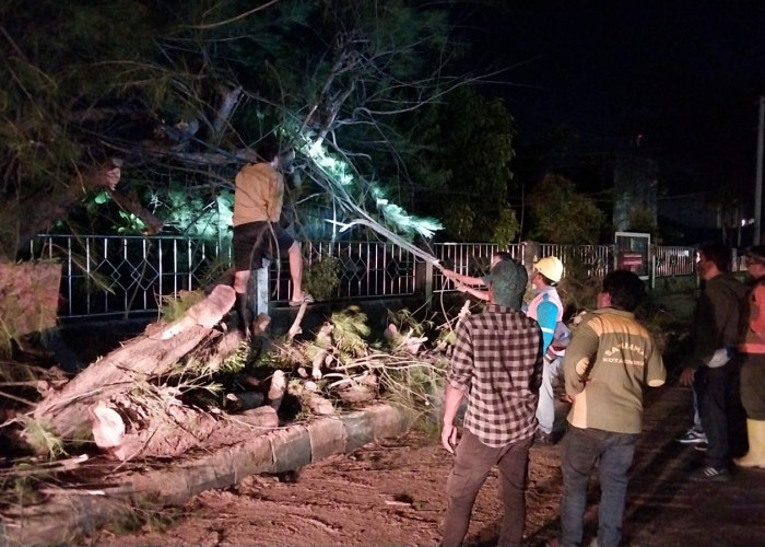 Nyaris, Pohon Cemara Setinggi 5 Meter Depan Kantor Dinas PMD Provinsi Bengkulu Roboh