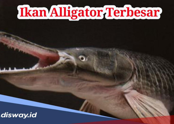 Mantap! Pemacing di Texas Dapat Ikan Aligator Terbesar, Beratnya Capai 128 Kg