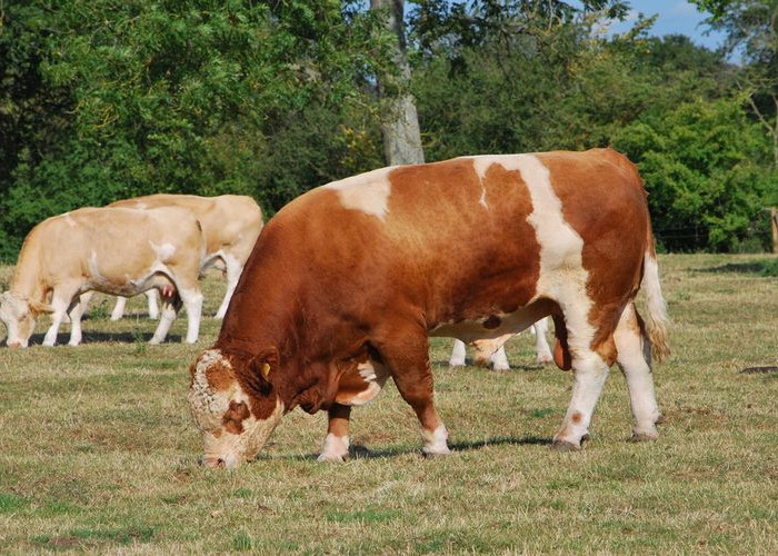 Katanya Sapi Bisa Prediksi Datangnya Hujan, Mitos atau Fakta Ya?