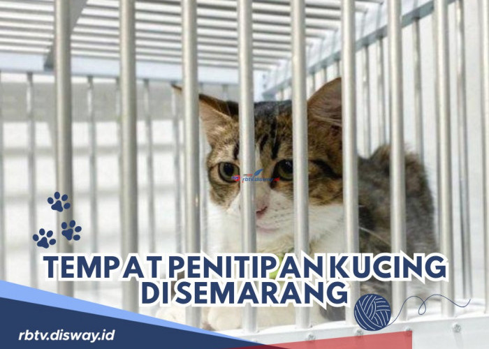 Aman Ditinggal Mudik, Ini Rekomendasi Tempat Penitipan Kucing di Semarang