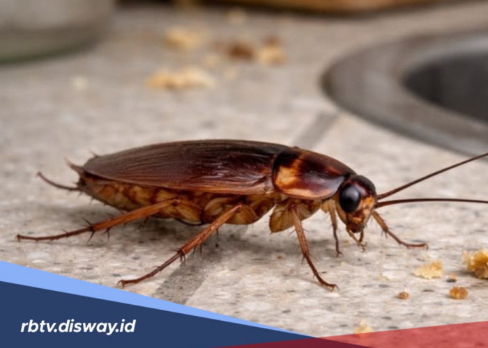 Jijik karena di Rumah Banyak Kecoa? Begini Cara Mudah Mengatasinya