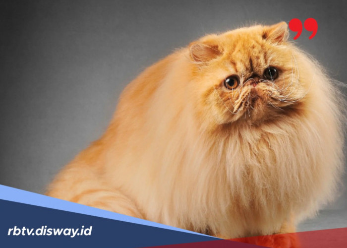 6 Tips Merawat Bulu Kucing agar Tidak Rontok dan Tetap Lebat
