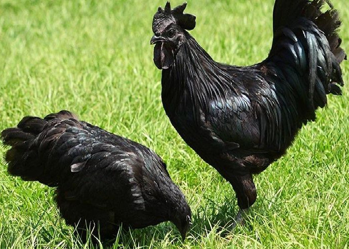 Unik dan Mahal, Ternyata Ini Berbagai Mitos Ayam Cemani, Salah Satunya Bisa untuk Ilmu Kebal