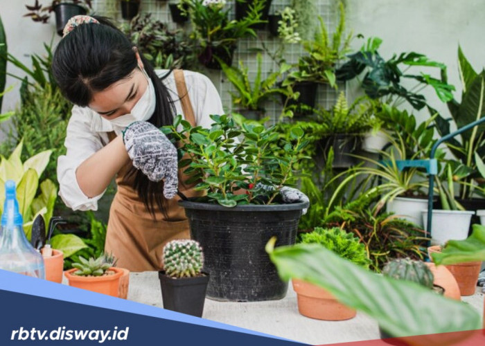 10 Cara Merawat Tanaman Hias agar Subur dan Indah, Cocok untuk Pemula