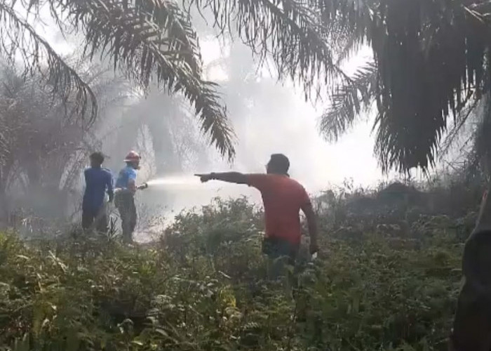 1 Hektare Lahan Sawit di Air Periukan Hangus Terbakar, Penyebabnya Masih Misteri
