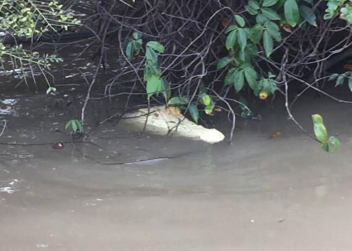 Misteri Keramat Muaro Penago di Seluma, Konon Ada Penampakan Buaya dan Si Jajil