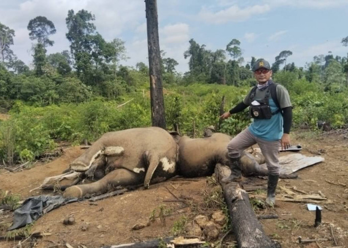 2 Ekor Gajah Ditemukan Mati di Wilayah Konsesi PT. Bentara Agra Timber Mukomuko, Penyebab Masih Jadi Misteri
