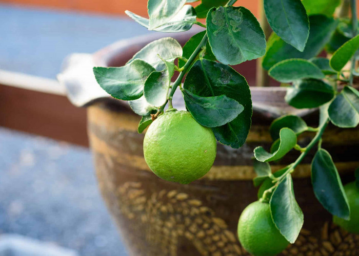 Cara Menanam Jeruk Nipis dan Lemon di Pot agar Berbuah Lebat dalam 6 Bulan