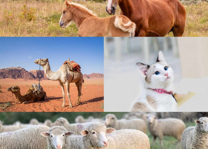 Hewan Peliharaan Kesayangan Rasulullah SAW