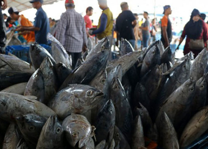 Tidak hanya Ikan, Makan Kerang juga Bisa Keracunan, Ini Gejala dan Cara Pencegahannya