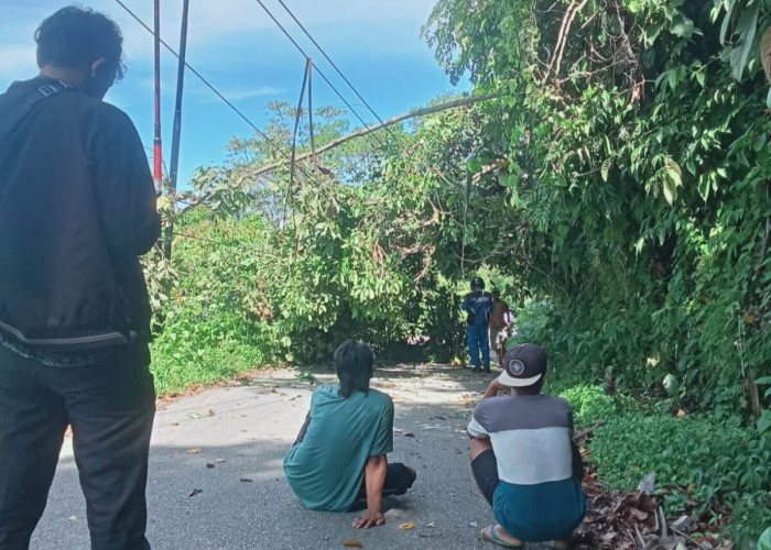 Jaringan Listrik Wilayah Ulu Talo Seluma Padam Akibat Pohon Tumbang