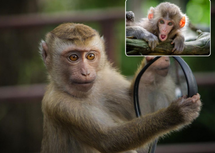 Tafsir Monyet Masuk Rumah Menurut Primbon Jawa, Katanya Ada Pertanda yang Disampaikan