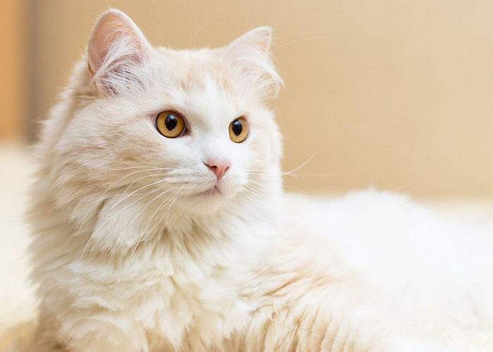 Ini Rahasianya agar Bulu Kucing Tidak Rontok serta Tips Bagi Pemilik Kucing Pemula