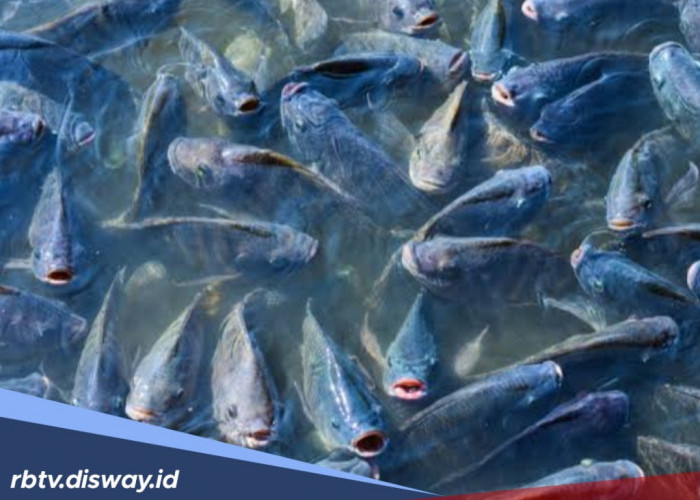 Banyak Cuannya, Ini Tips Budidaya Ikan Nila Bagi Pemula Biar Gak Ambyar